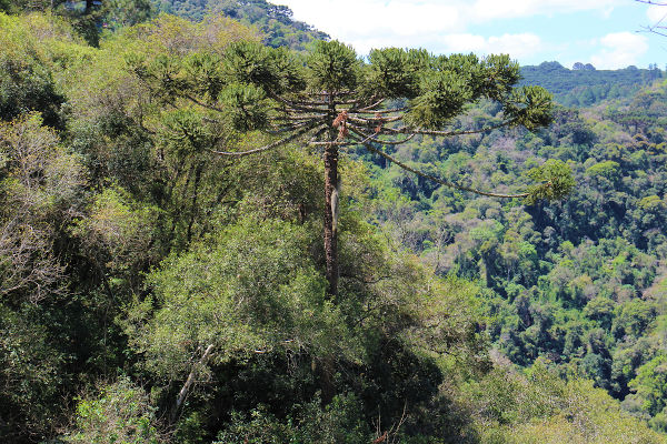 Mata das Araucárias, no Rio Grande do Sul.