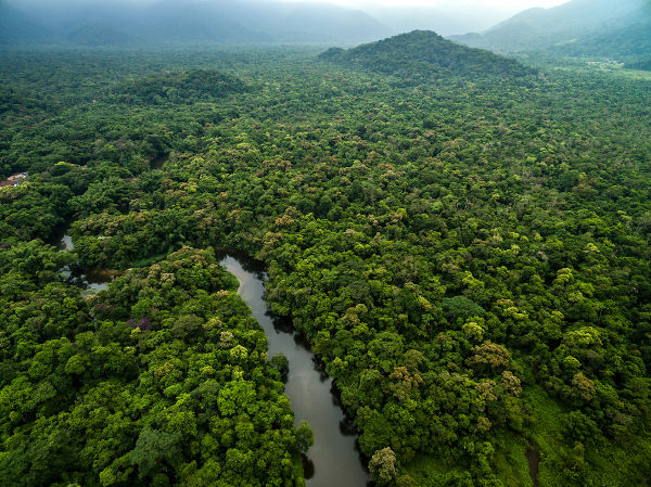 Floresta na região norte.