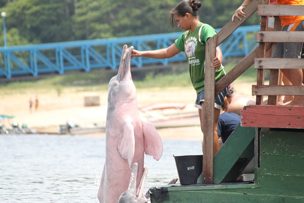 Mulher alimentando um boto-cor-de-rosa, animal que protagoniza uma lenda do Norte.